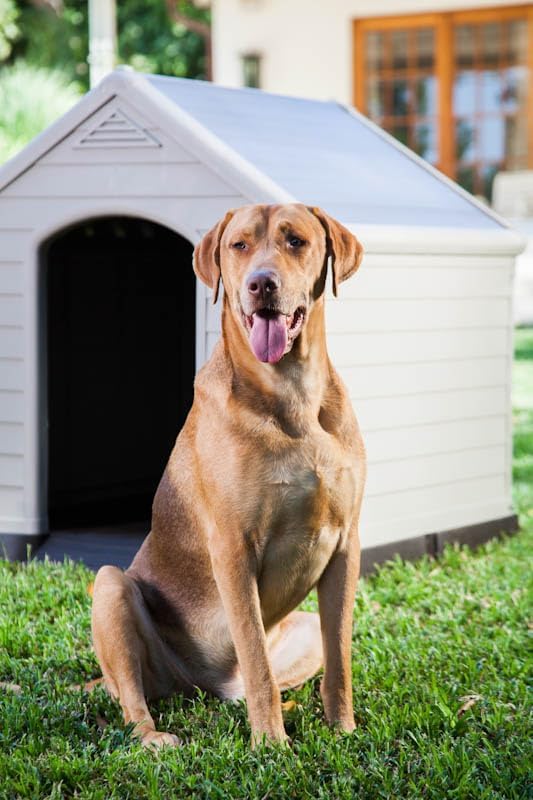 Curver Caseta de Perro de Resina para Exteriores - Para Perros Grandes y Medianos, Gris